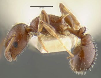 Media type: image;   Entomology 16371 Aspect: habitus lateral view